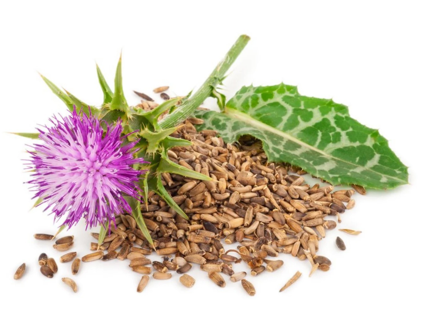 عرق خار مريم كاكوتي