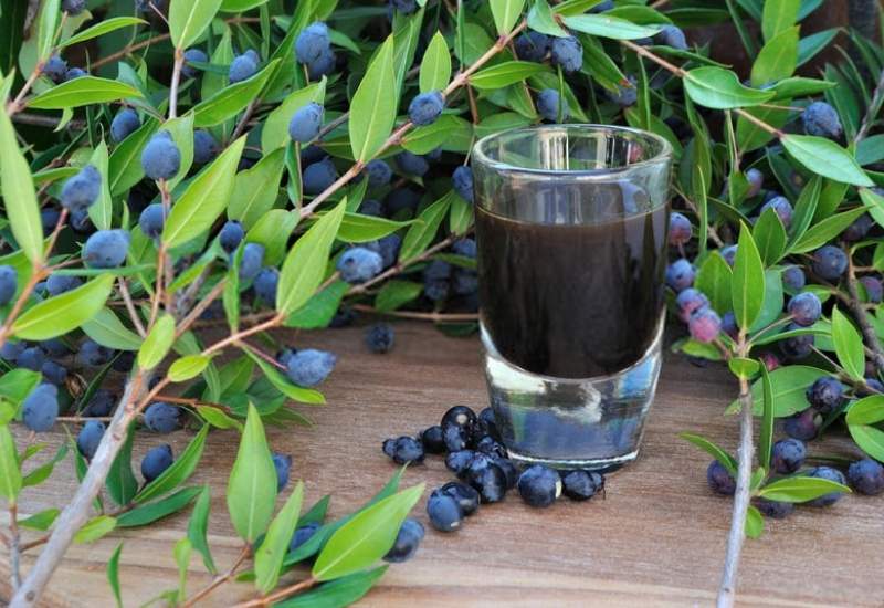 خواص گیاه مورد