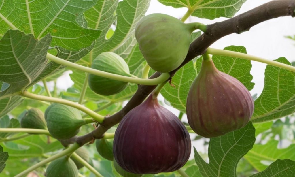  آشنایی با انجیر و خواص درمانی آن در طب سنتی