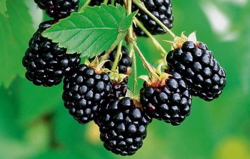 آشنایی با تمشک و خواص دارویی آن در طب سنتی