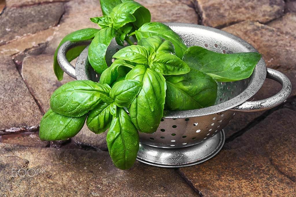 خواص درمانی ریحان