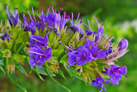 خواص گیاه زوفا