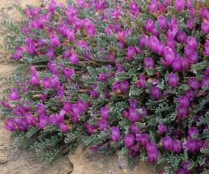 خواص گیاه گون