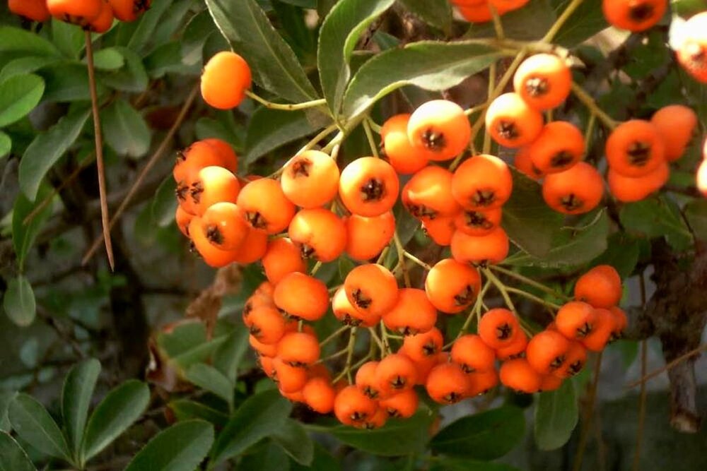 خواص زالزالک