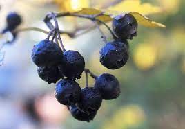 خواص میوه ولیک