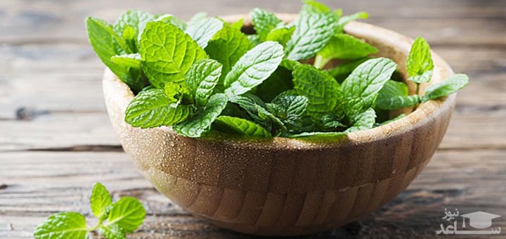 خواص نعناع بیابانی