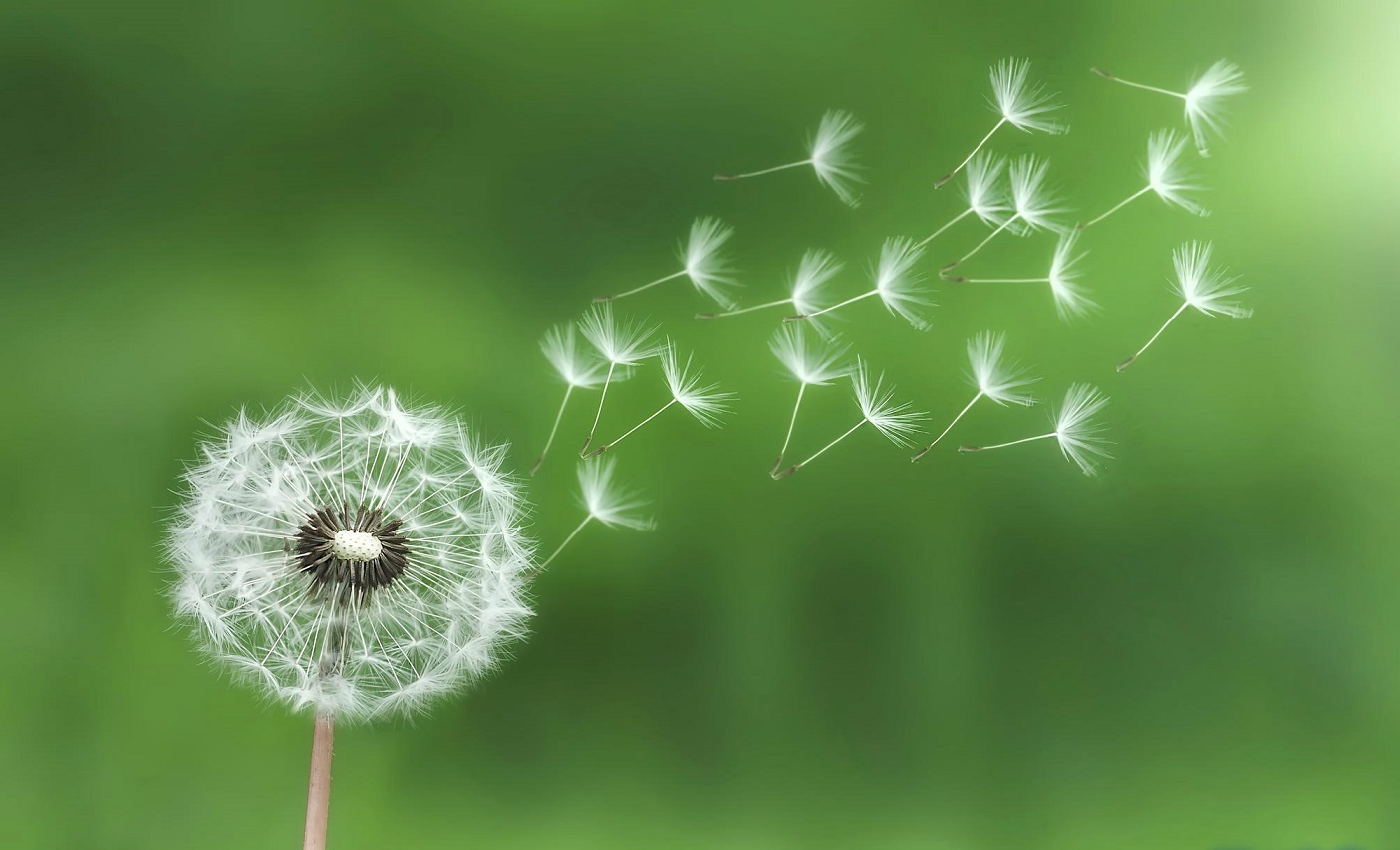 خواص گیاه قاصدک