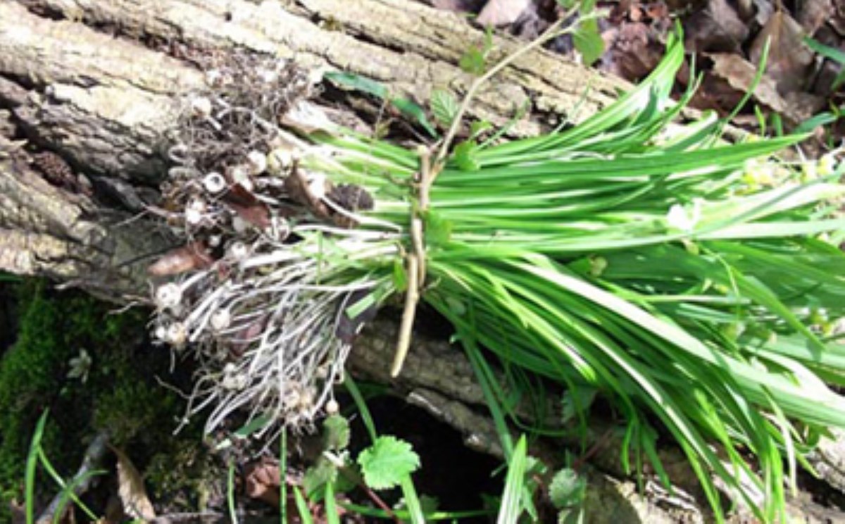 خواص گیاه دارویی والک