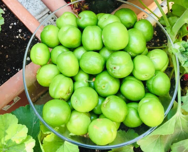 خاصیت گوجه سبز