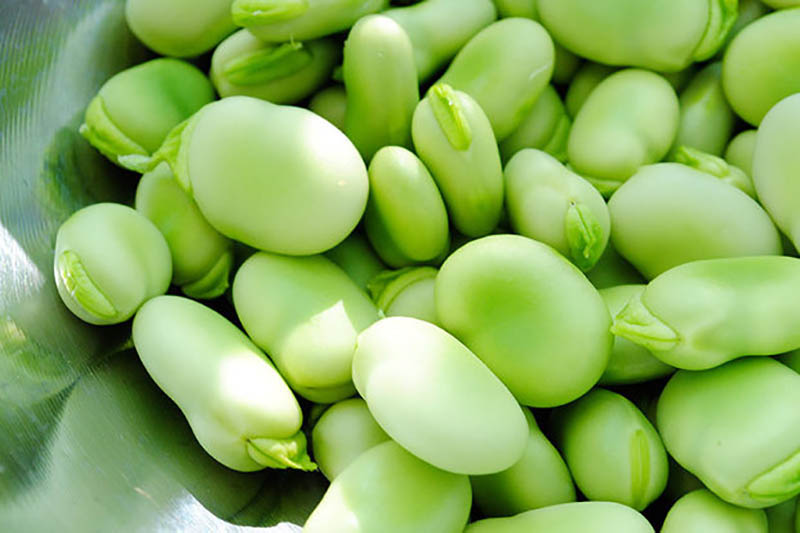  آشنایی با باقالا و خواص درمانی آن در طب سنتی