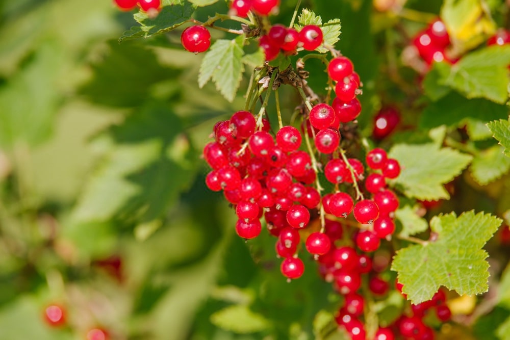  آشنایی با انگور فرنگی و خواص درمانی آن در طب سنتی