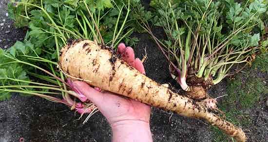  آشنایی با گیاه شقاقل یا زردک و خواص درمانی آن در طب سنتی