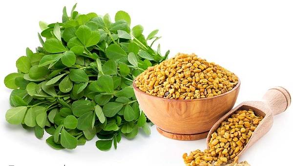 خواص تخم شنبلیله