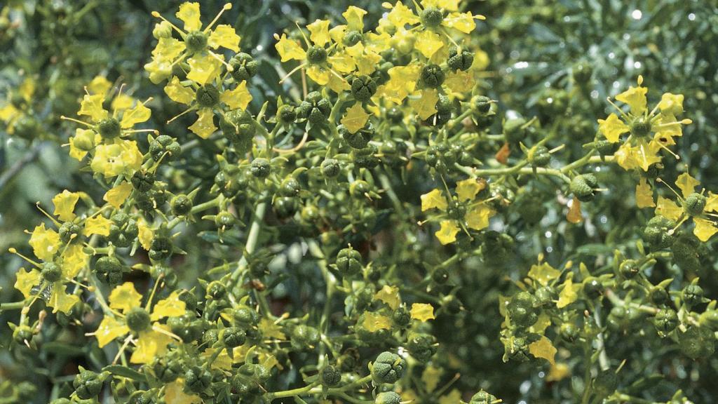  آشنایی با سداب و خواص درمانی آن در طب سنتی