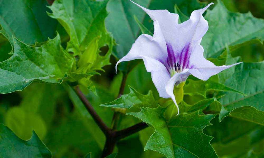 آشنایی با گیاه تاتوره و خواص درمانی آن در طب سنتی