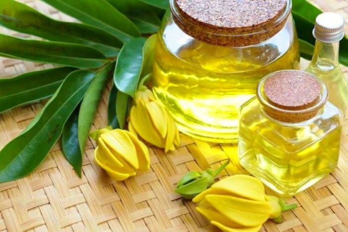  آشنایی با درخت کانانگا و خواص روغن آن در طب سنتی