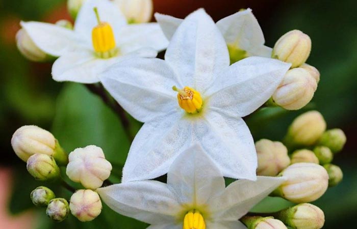 آشنایی با گل یاس و خواص درمانی آن در طب سنتی