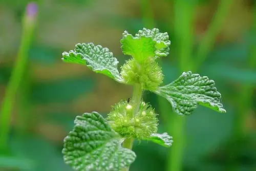 خواص عرق فراسیون