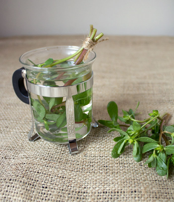  آشنایی با عرق خرفه و خواص درمانی آن در طب سنتی