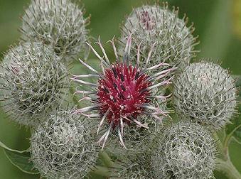  آشنایی با گیاه بابا آدم و خواص درمانی آن در طب سنتی