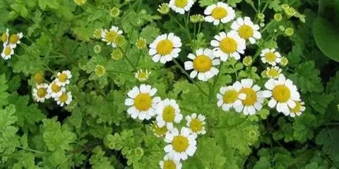 آشنایی با گیاه و عرق مخلصه و خواص درمانی آن در طب سنتی