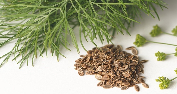 خواص تخم شوید