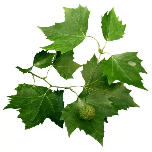  آشنایی با خواص درمانی عرق گیاهی برگ چنار در طب سنتی