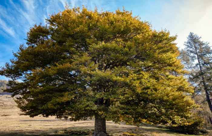 خواص نارون کوهی