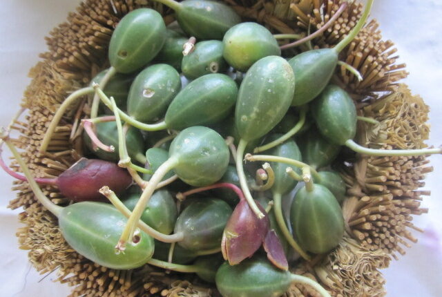 خواص روغن حنظل