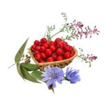 عرق کاسنی شاتره