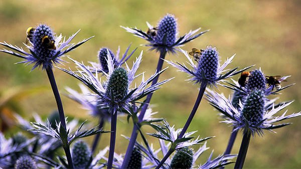 خواص عرق بوقناق