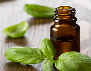  آشنایی با روغن گیاهی ریحان و خواص درمانی آن در طب سنتی