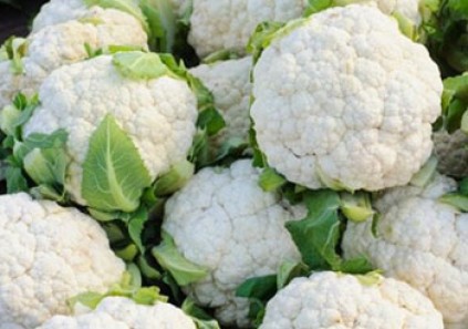  آشنایی با گیاه گل کلم و خواص درمانی آن در طب سنتی