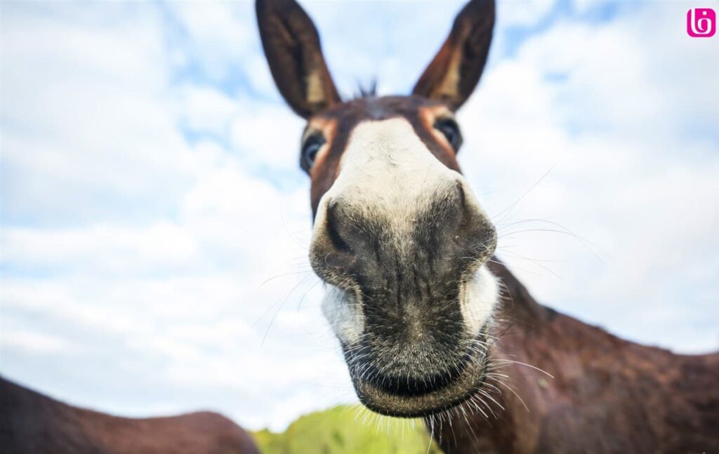 خواص عنبر نسا