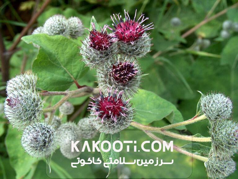فواید عرق کلپوره - عطاری آنلاین | کاکوتی فواید عرق کلپوره