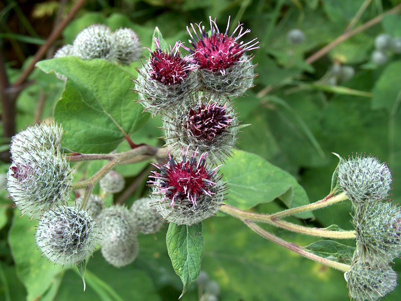 فواید عرق کلپوره