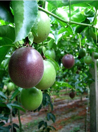  آشنایی با گیاه پشن فروت و خواص درمانی آن در طب سنتی