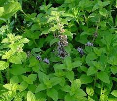 آشنایی با پونه کوهی و خواص درمانی آن در طب سنتی