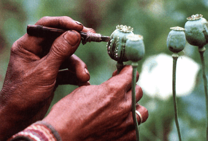  آشنایی با کوکنار و خواص دارویی آن در طب سنتی