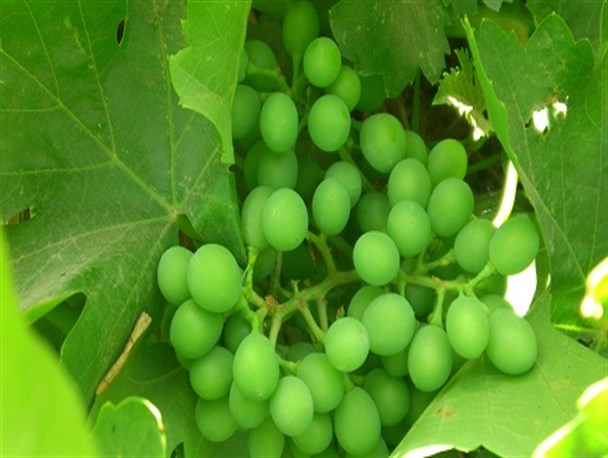  آشنایی با غوره و خواص درمانی آن در طب سنتی