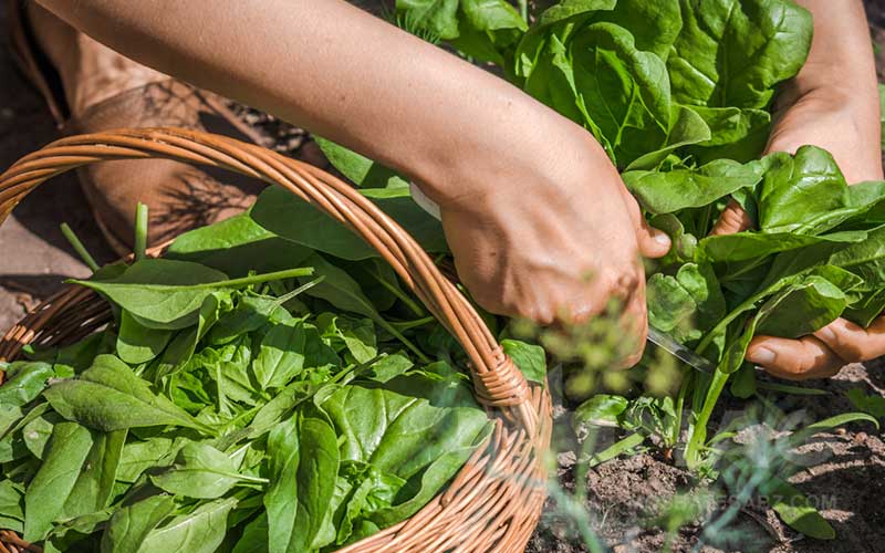 خواص عرق اسفناج