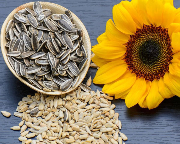  آشنایی با خواص تغذیه‌ای تخمه آفتابگردان در طب سنتی