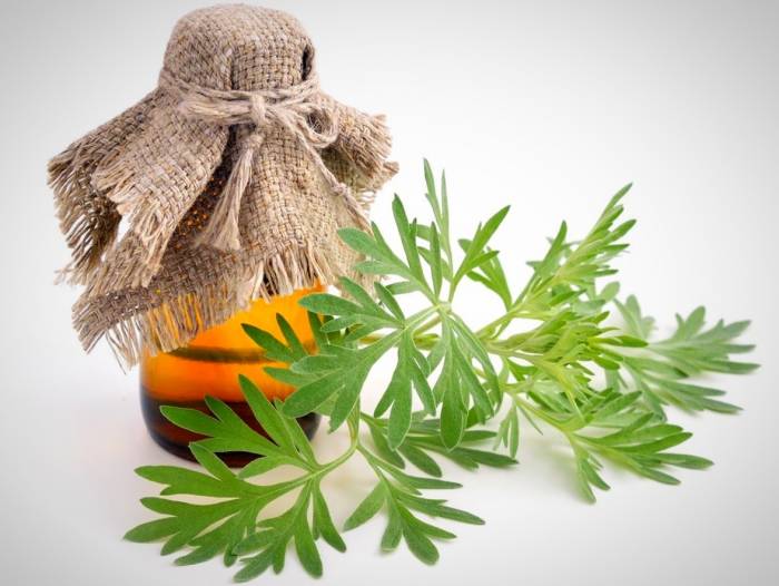 خواص گیاه افسنطین