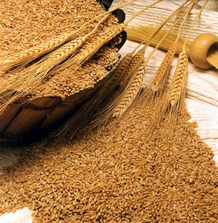  آشنایی با سبوس گندم و خواص درمانی آن در طب سنتی