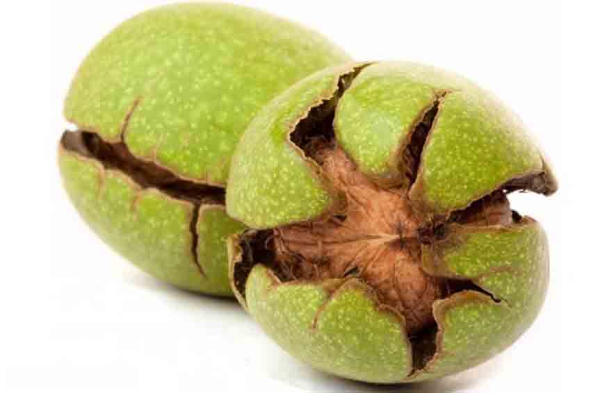  آشنایی با پوست گردو و خواص درمانی آن در طب سنتی