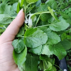  آشنایی با گیاه چوچاق و خواص درمانی آن در طب سنتی