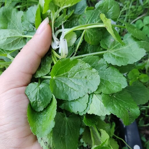  آشنایی با گیاه چوچاق و خواص درمانی آن در طب سنتی